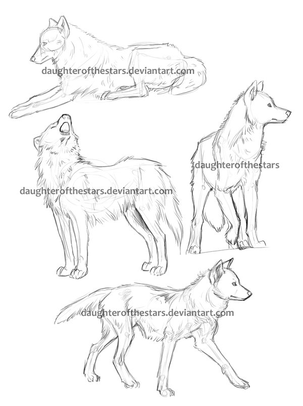 600x802 Wolf Sketches 1 By Daughterofthestars