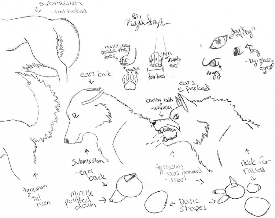 900x712 Wolf Tutorial By Angry Wolf For Life