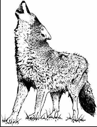 370x480 Tiny Wolves With Wings Drawings Howling