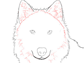 Wolf Ears Drawing at GetDrawings | Free download