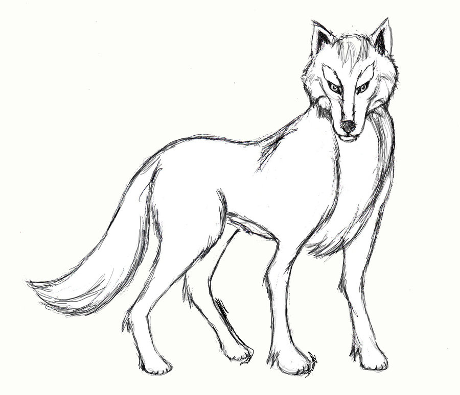 900x774 Drawn Wolf Body