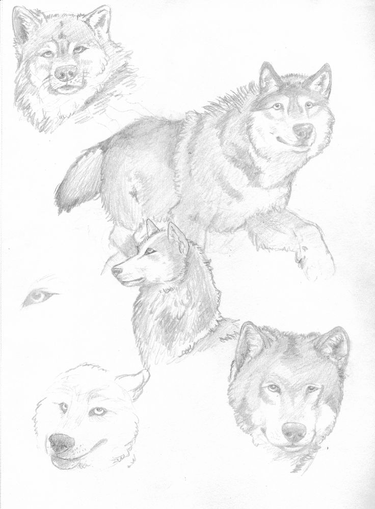 Wolf Eyes Drawing