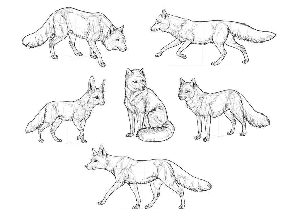 1000x749 How To Draw A Fox Step By Step