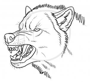 302x275 How To Draw An Angry Wolf Step 10 Art