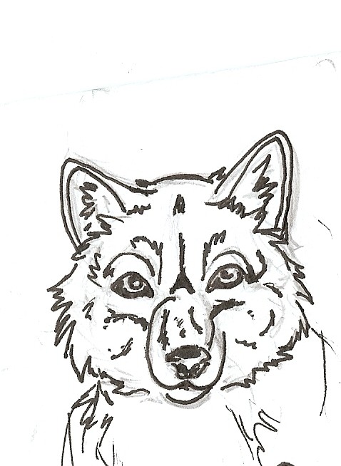 478x654 Wolf Front Face By Wolfworld