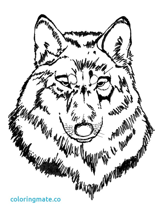 638x825 Wolf Coloring Page Luxury How To Draw Fighting Wolves Wolf Fight