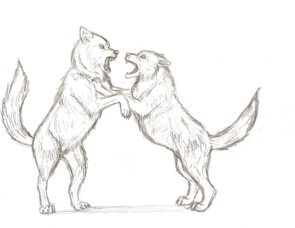 1016x786 Fight By Yellow Eyes On , Anime Wolves Fighting