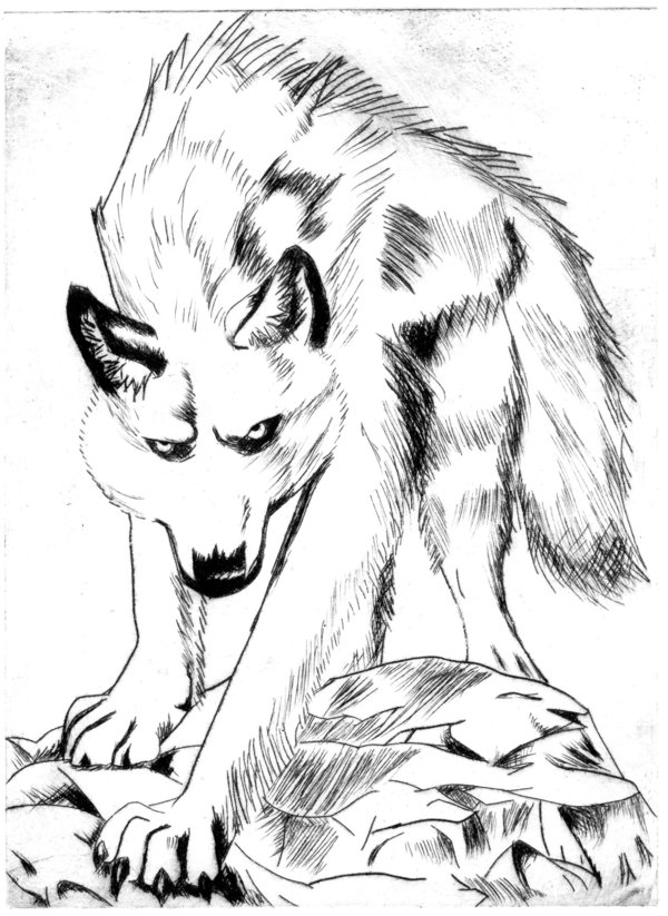 600x823 Drawn White Tiger White Wolf