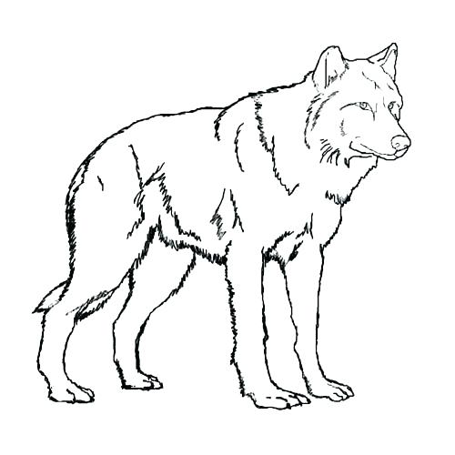 500x500 Big Bad Wolf Coloring Page Printable Pictures Of Wolves Coloring