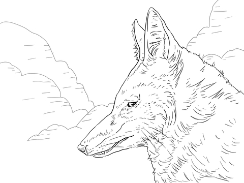480x360 Ethiopian Wolf Head Coloring Page Free Printable Coloring Pages