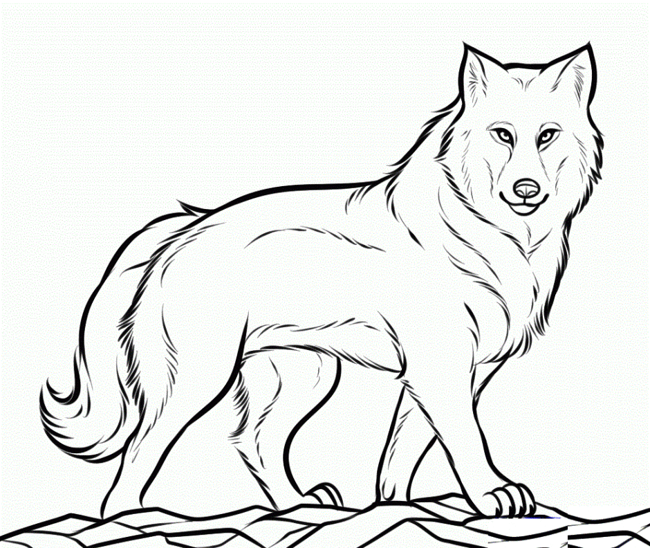 940x792 White Wolf Clipart Drawing