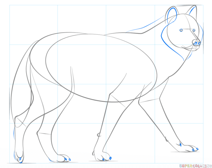 726x575 How To Draw A Wolf Step By Step Drawing Tutorials