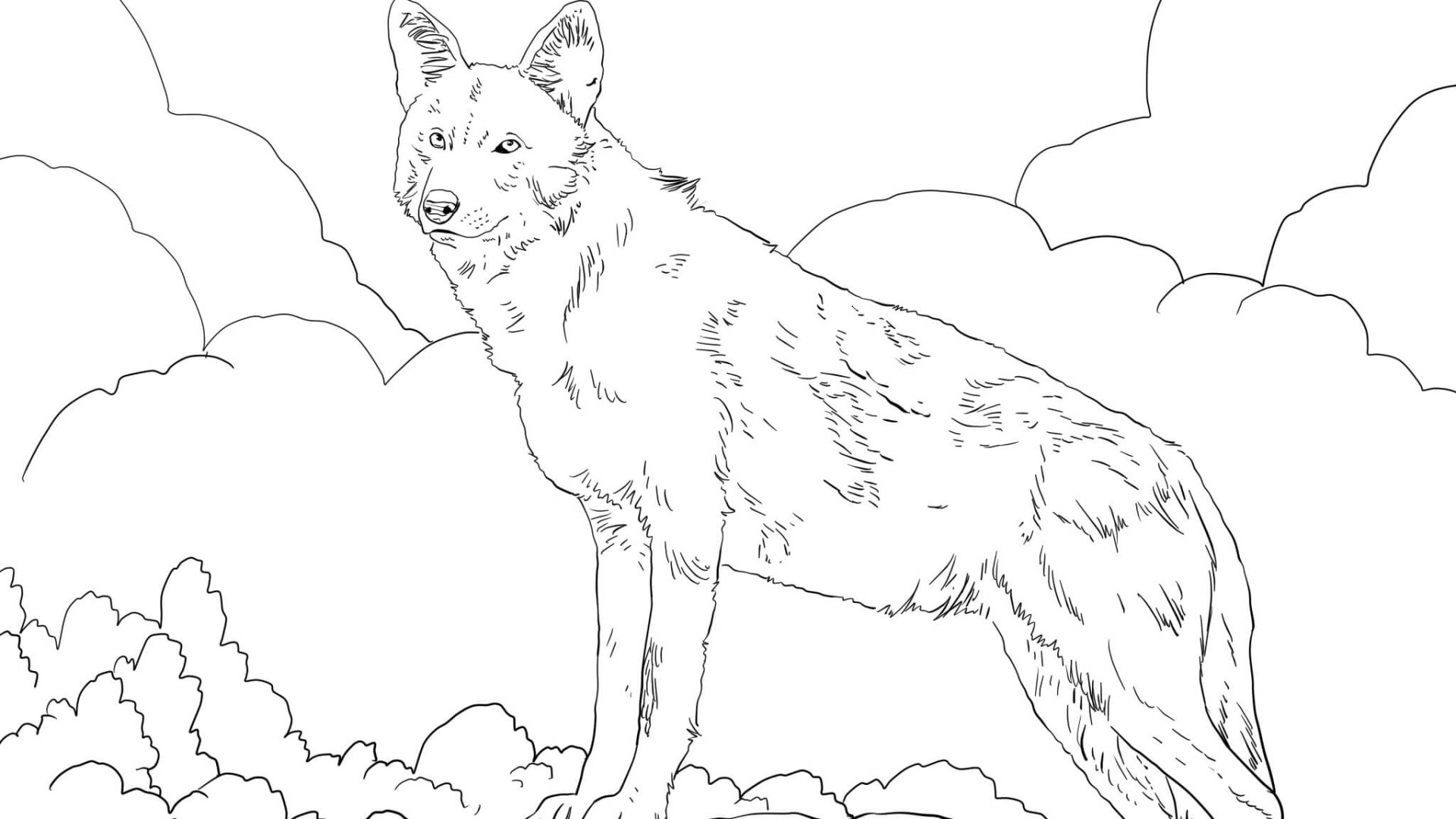 1920x1080 North American Red Wolf Coloring Page Free Printable Animals