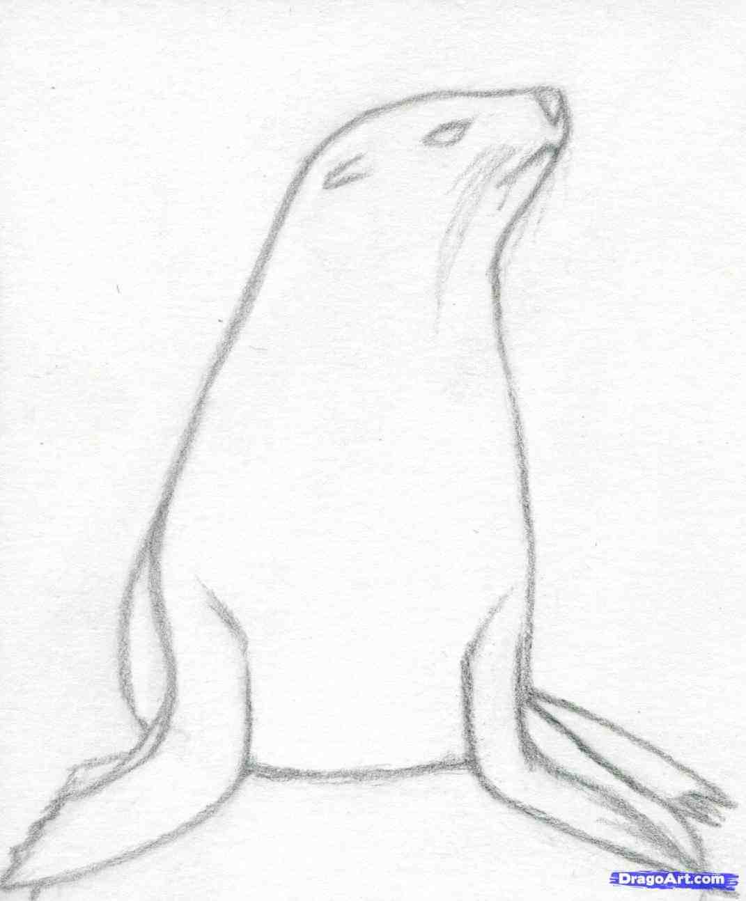 1071x1294 Easy Realistic Drawings Of Animals Step By Step