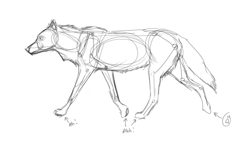 Wolf Head Side Drawing at GetDrawings | Free download