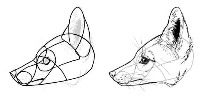 700x339 How To Draw A Fox Step By Step