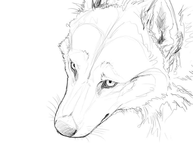 800x600 Simple Wolf Face Drawing