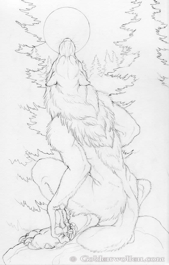 562x877 Moon Howl Drawing By Goldenwolf