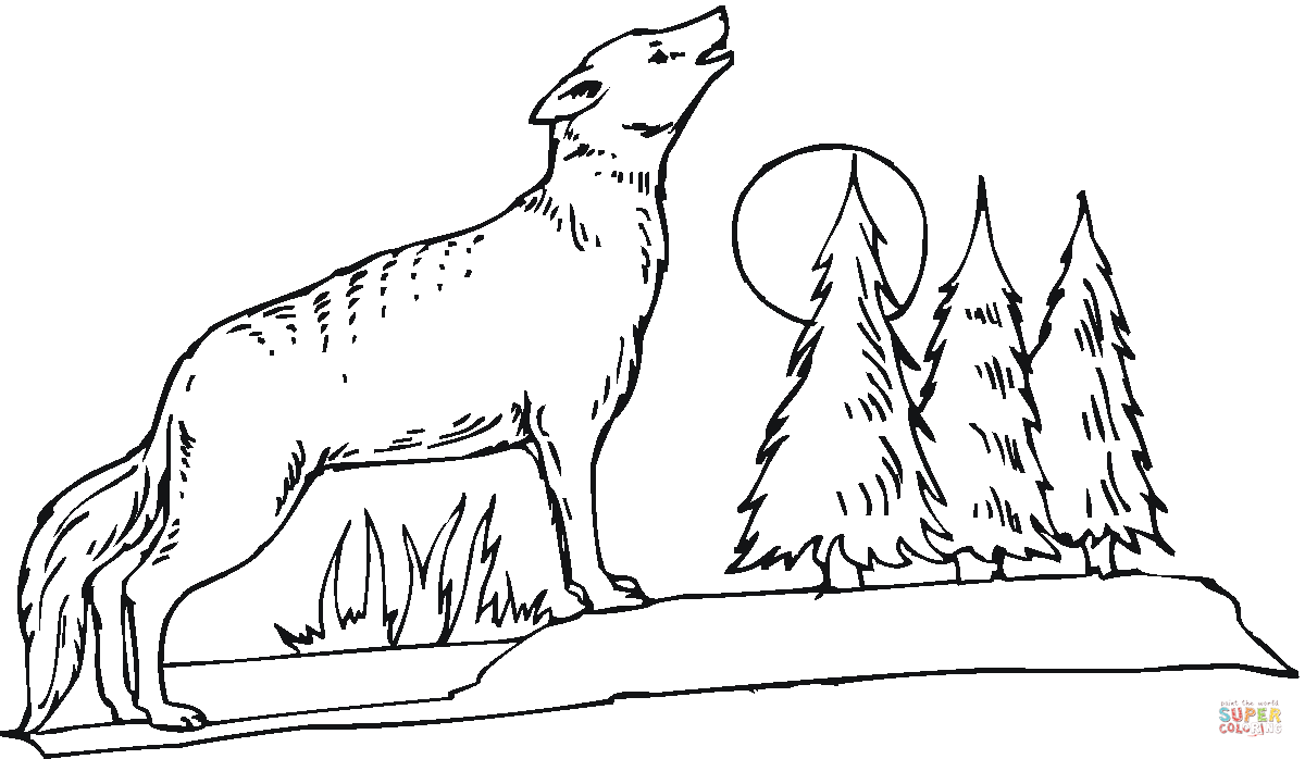 1200x698 Coyote Howling