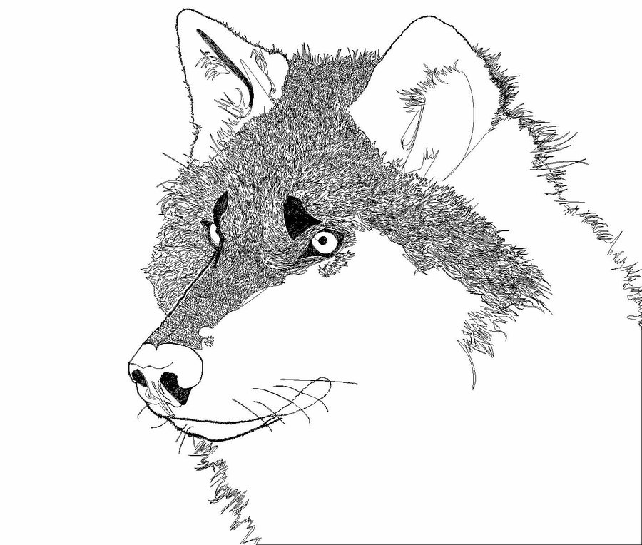 900x764 Wolf Line Drawing By Gaarassand101