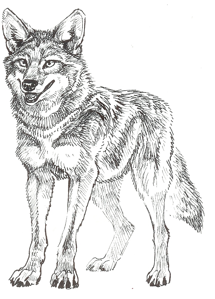 720x1002 Drawing Of Coyote