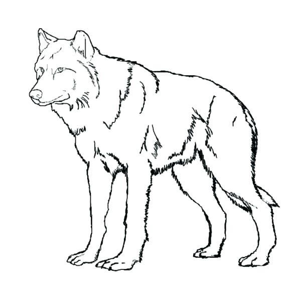 Wolf Pack Drawing at GetDrawings | Free download