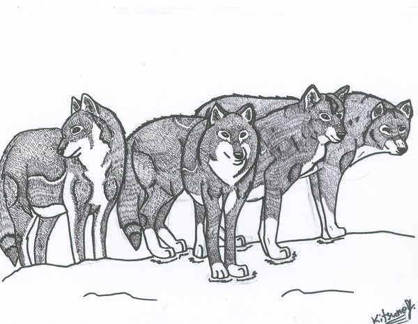 600x465 Pack Of Wolves By Dragonfoxstar