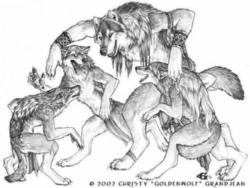 500x375 The Anubian's Wolf Pack Images Beautiful Wallpaper And Background