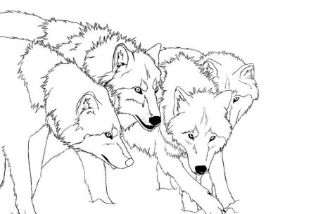 469x304 Wolf Pack Coloring Pages Just Colorings