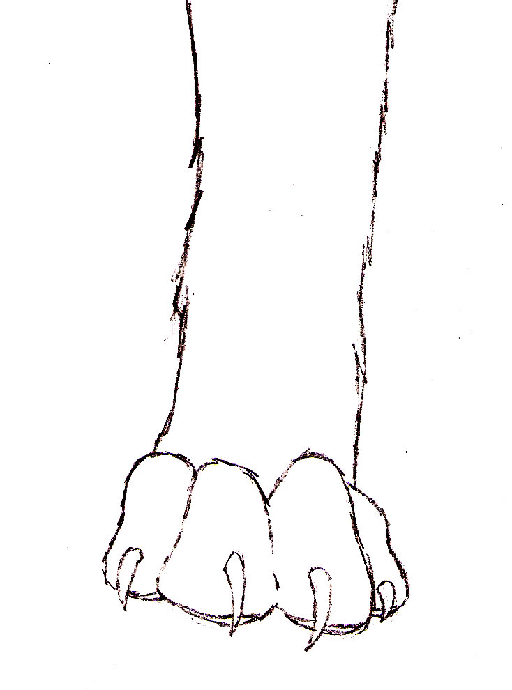734x990 Random Wolf Paw Drawing By Wolf Outcast 13