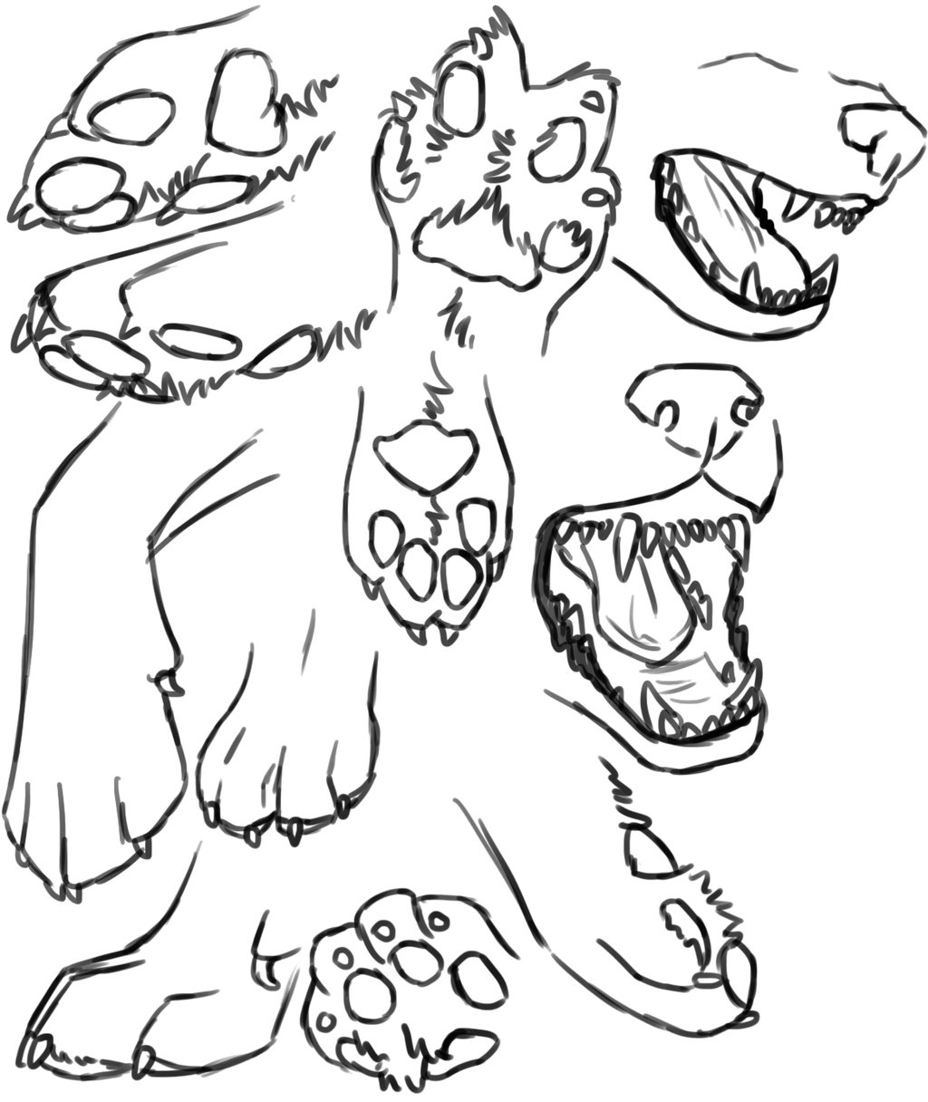 1024x1216 Wolf Study Sketches By Jeakilo