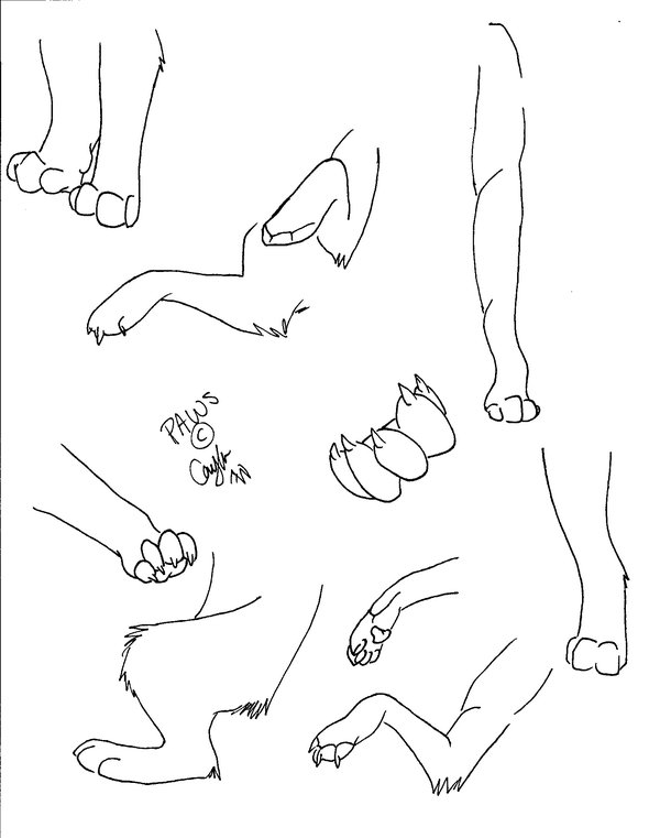600x761 Drawn Wolf Paw