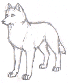 234x283 Wolf Drawing