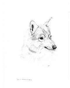 241x300 Wolf Pencil Drawings