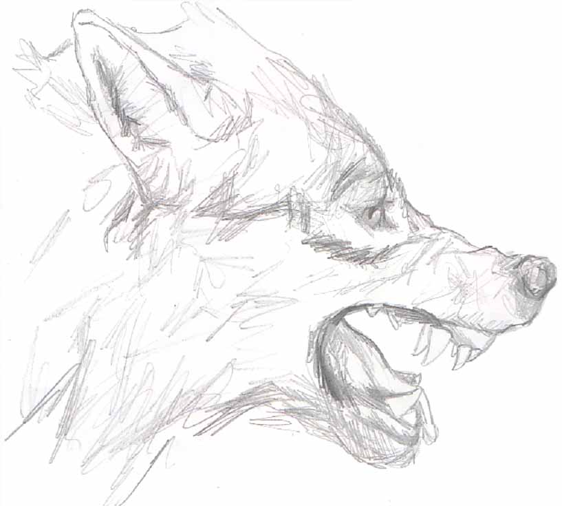 817x735 Little Red Riding Hood Sketched Design For Wolf Illustration