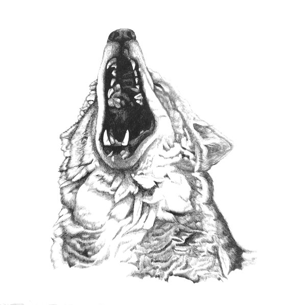 570x597 Mad Bear Wolf Portrait Screen Print