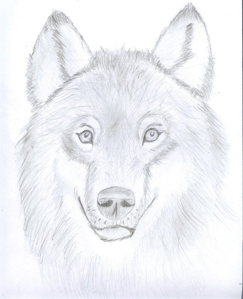806x990 Wolf Portrait By Shadownighthunter