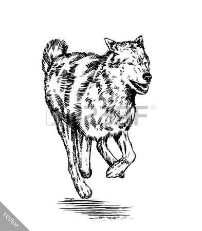 393x450 Black And White Linear Paint Draw Wolf Illustration Royalty Free