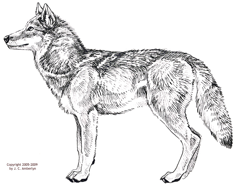 Wolf Profile Drawing at GetDrawings | Free download