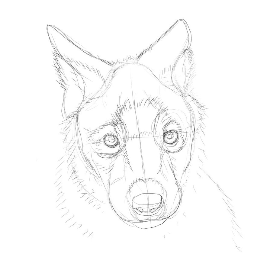 894x894 Wolf Pup Practice Sketch 14 By Rookiebrush