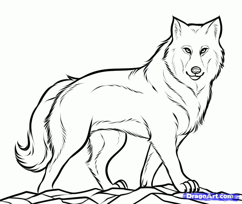 995x839 Realistic Wolf Coloring Pages For Toddler Free Printable Animals