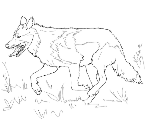 480x403 Running Mexican Grey Wolf Coloring Page Free Printable Coloring
