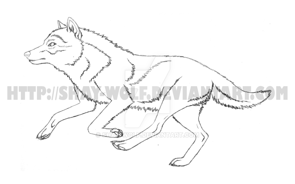 1024x641 Running Wolf Sketch By Shay Wolf