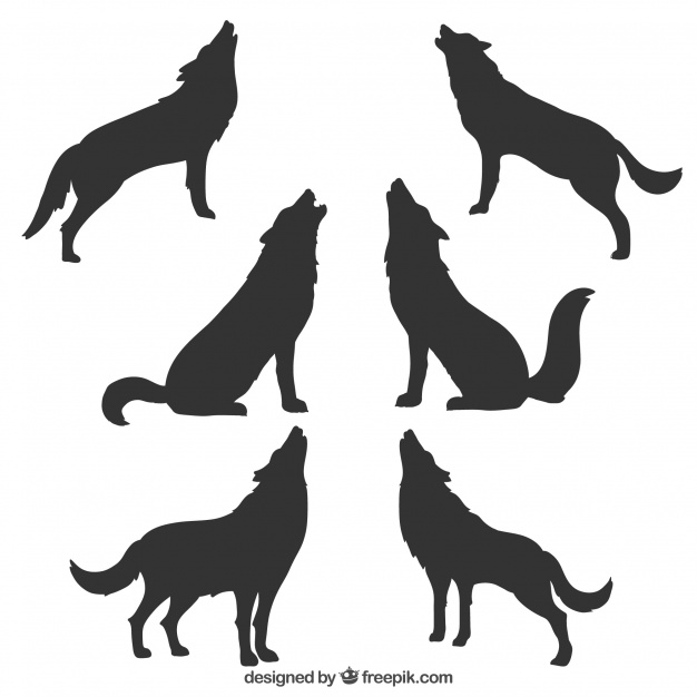 626x626 Wolf Silhouette Vectors, Photos And Psd Files Free Download