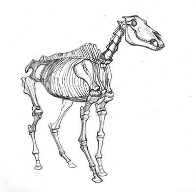 400x393 Horse Skeleton By Death The Wolf
