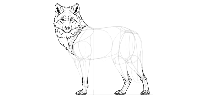 850x413 How To Draw A Wolf Step By Step