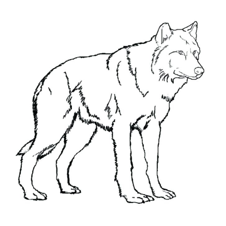 Wolf Skeleton Drawing at GetDrawings | Free download