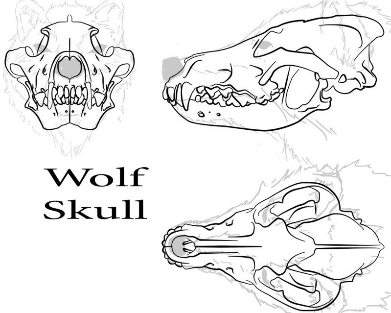 799x639 Wolf Skull By Andoo45.jpg Photo By Drewthewolf Photobucket