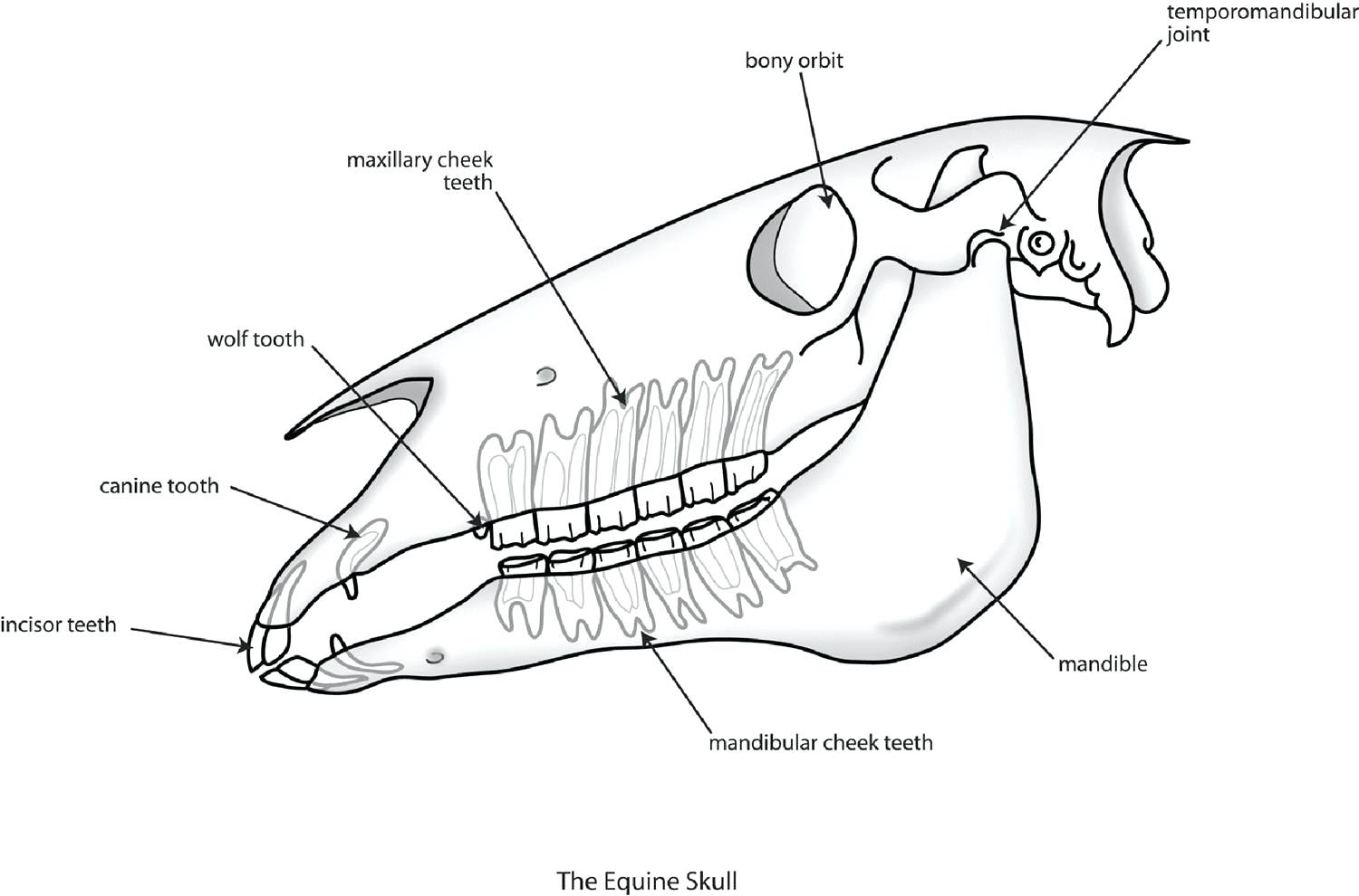 1500x990 Diagram Wolf Skeleton Diagram