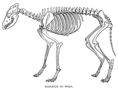 Wolf Skeleton Drawing at GetDrawings | Free download